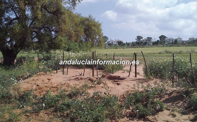 foto99385