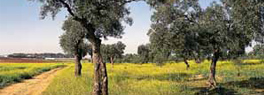 via